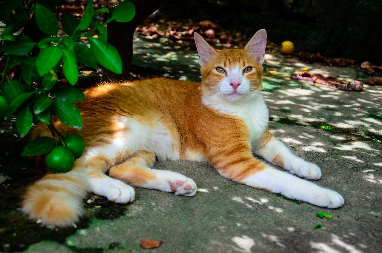 Understanding Your Pet's Body Language